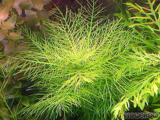 Hygrophila balsamica