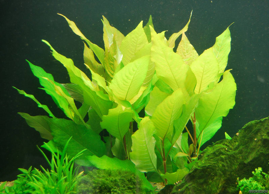 Buy Affordable Hygrophilia Corymbosa ‘Green Temple’: Fast-Growing Aquarium Plants