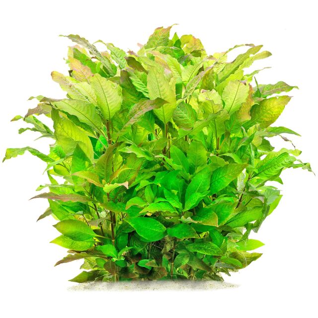 Buy Affordable Hygrophilia Corymbosa ‘Green Temple’: Fast-Growing Aquarium Plants
