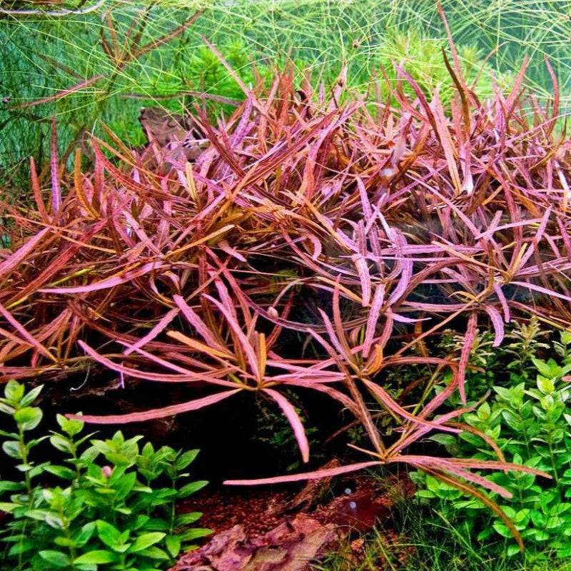 SALE 50% OFF - Hygrophila lancea 'Tiger' - Compact Stem Plant