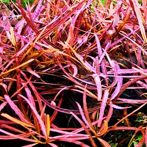 SALE 50% OFF - Hygrophila lancea 'Tiger' - Compact Stem Plant