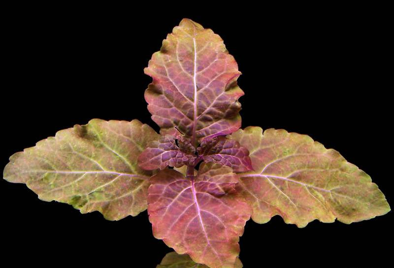Hyptis Lorentziana