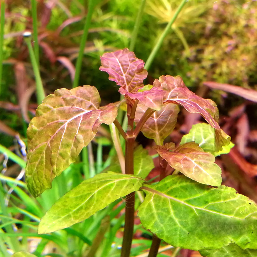 Hyptis Lorentziana