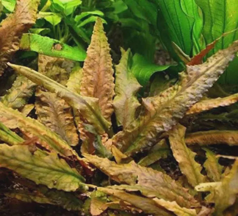 Cryptocoryne Wendtii Brown