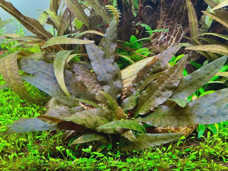 Cryptocoryne Wendtii Brown