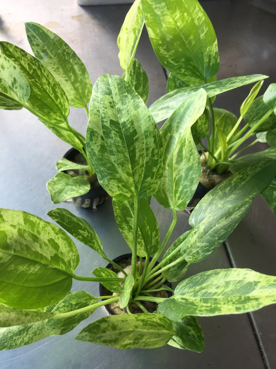 Echinodorus 'Marble Queen' EMERSED