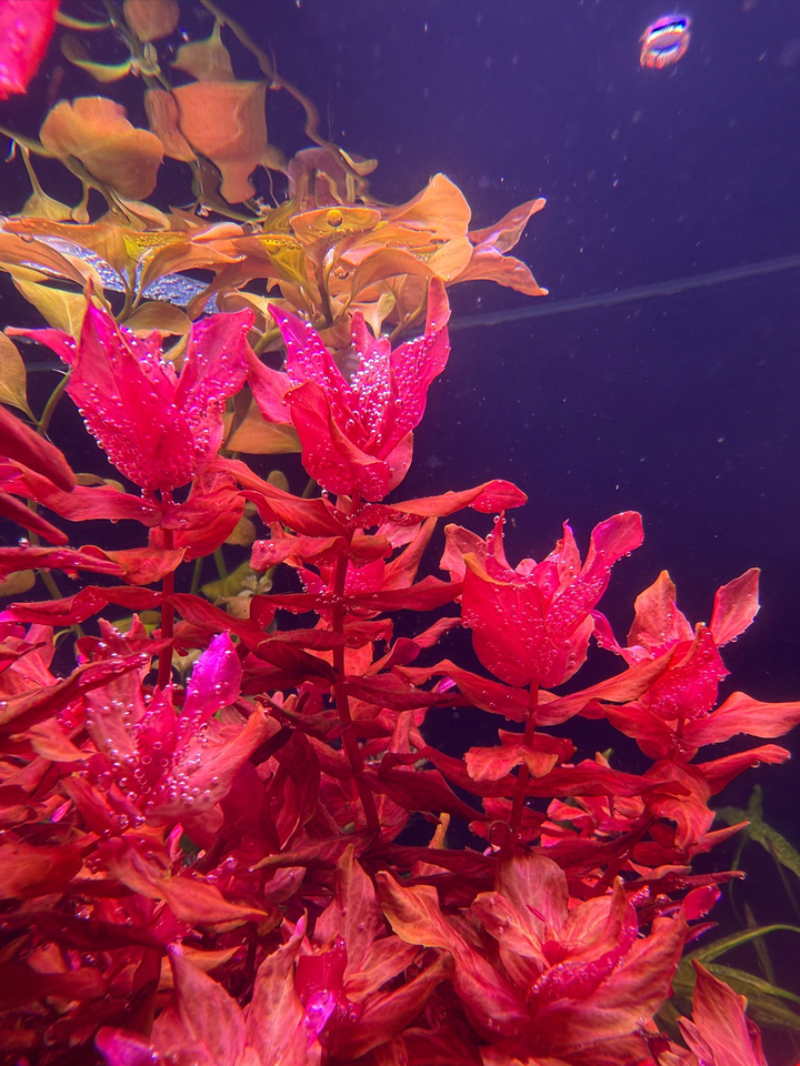 Rotala Macrandra Variegated