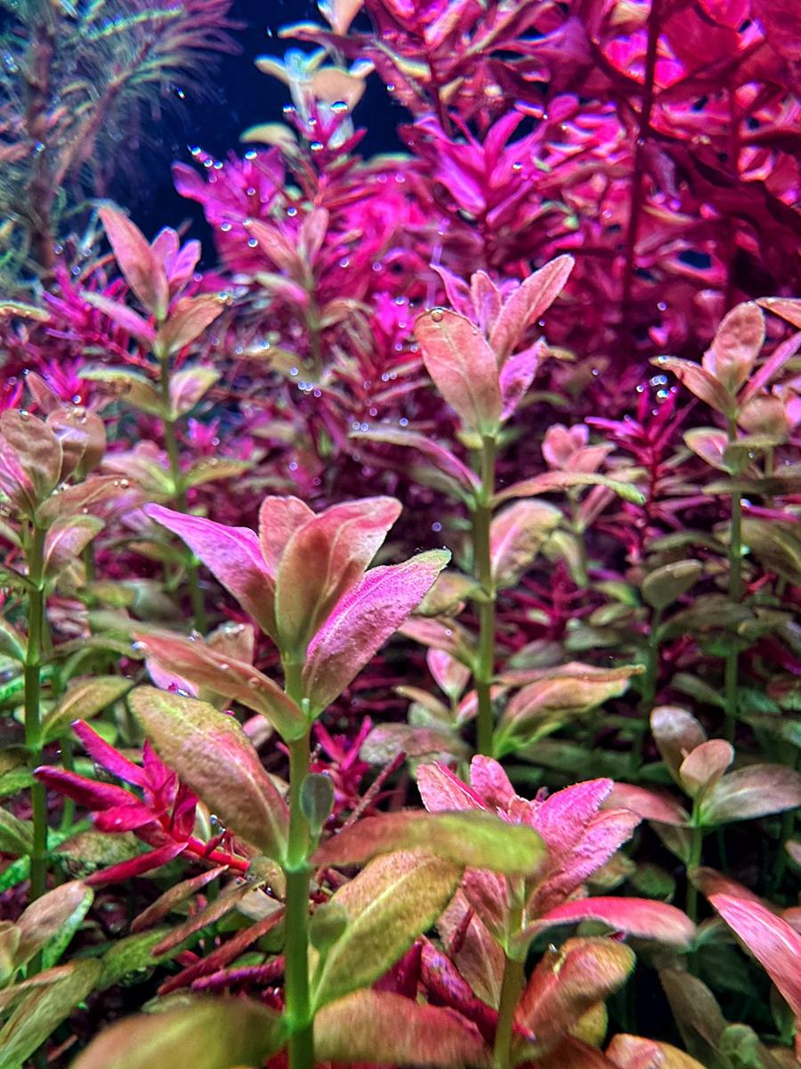 Close-up of vibrant pink and green aquatic plants