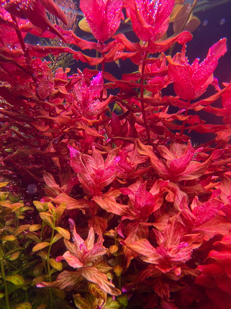 Close-up of vibrant red and pink flowers