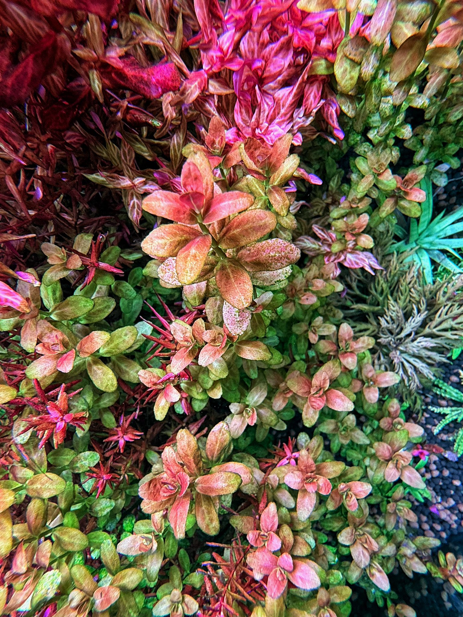 Cuphea Anagalloidea — live aquatic plant in a planted aquarium