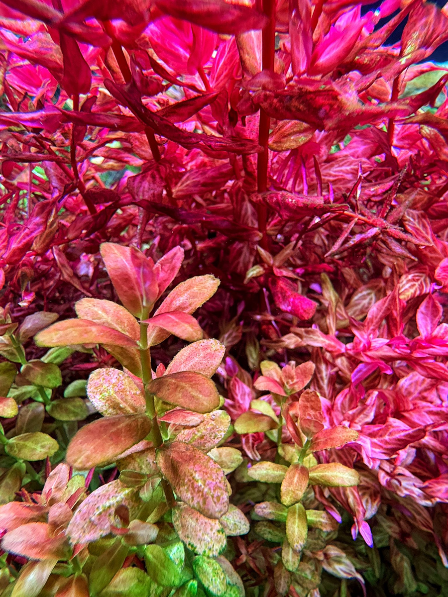 Close-up of vibrant red and pink aquatic plants in an aquarium .