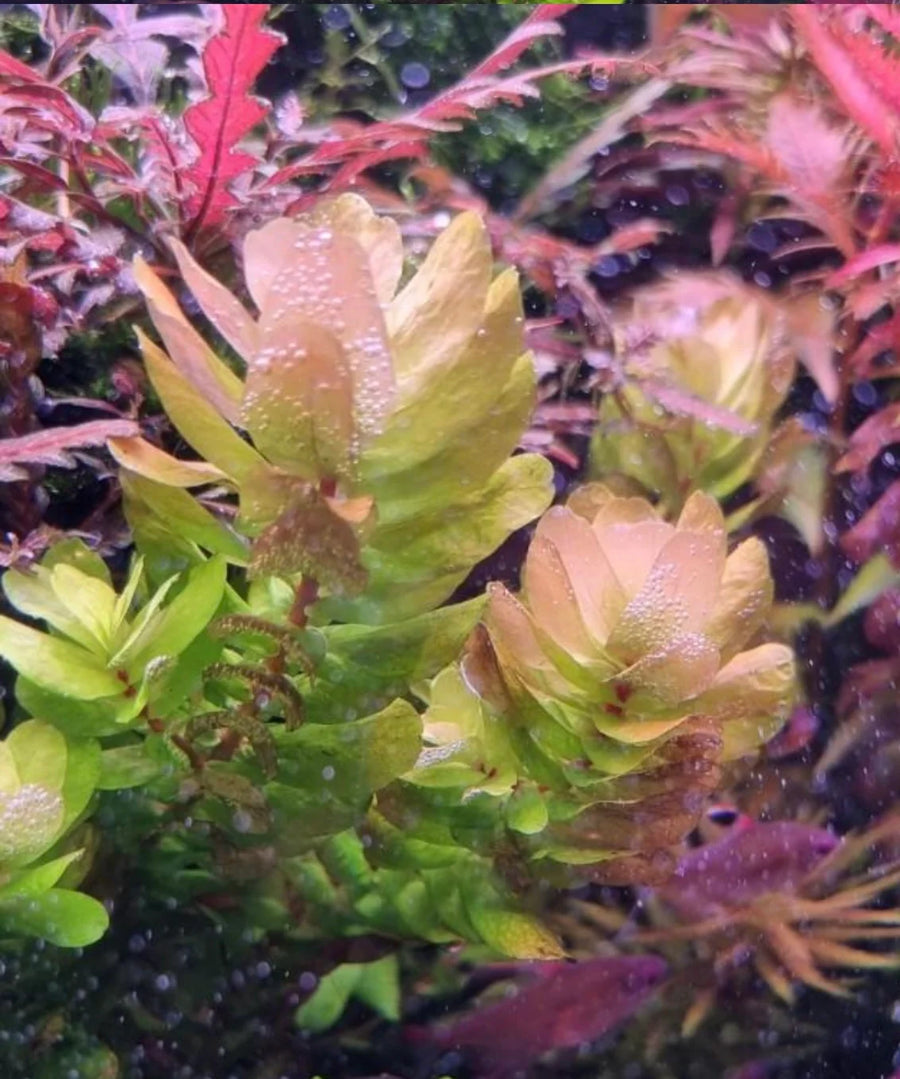 Rotala Tulunadensis - Compact Green Aquarium Stem Plant