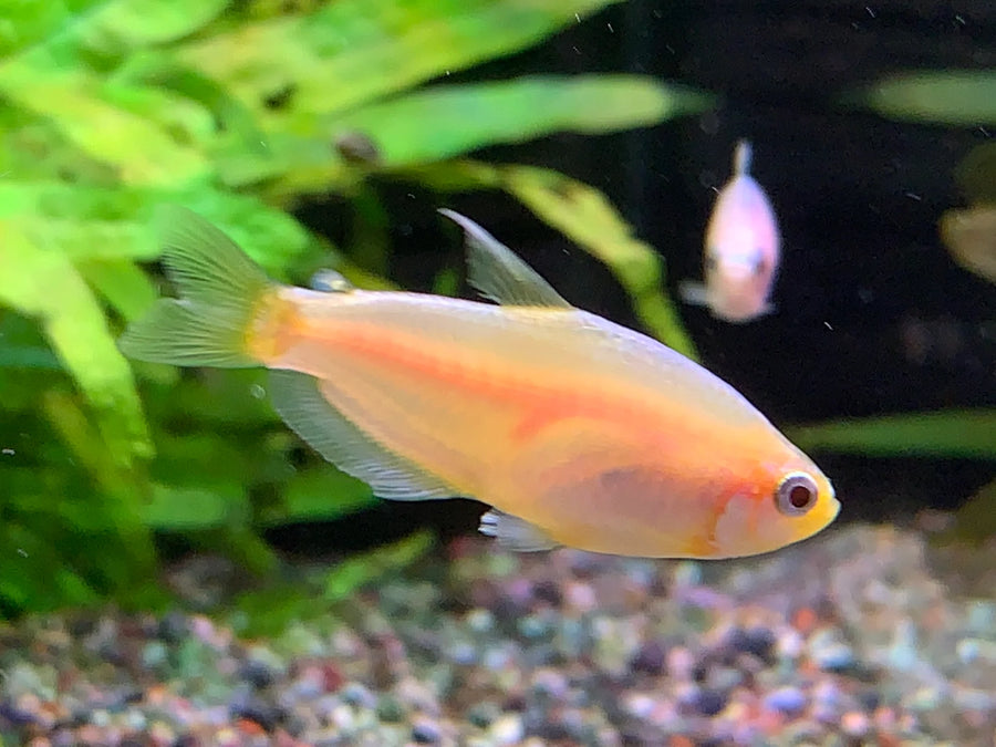 Gold Emperor Tetra