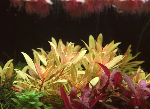 Ammania Pendicellata ‘Golden’ 
