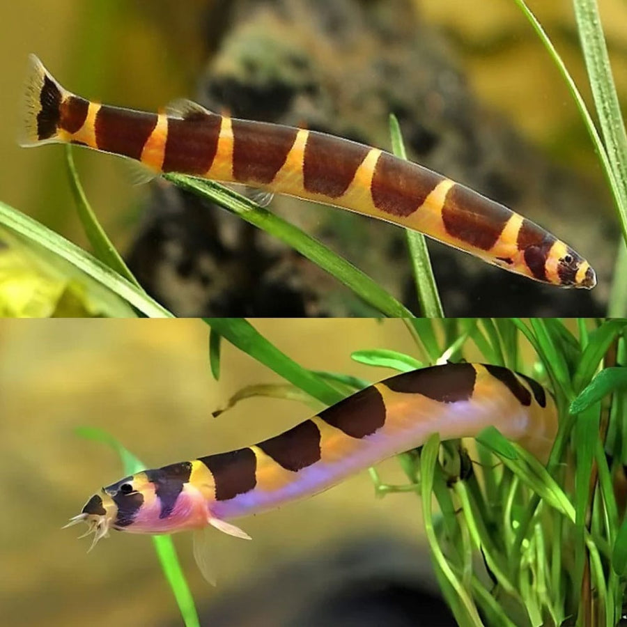 Striped Kuhli Loach