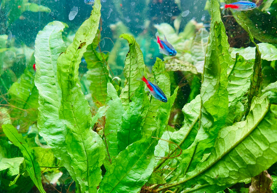 Java Fern (Microsorum pteropus)
