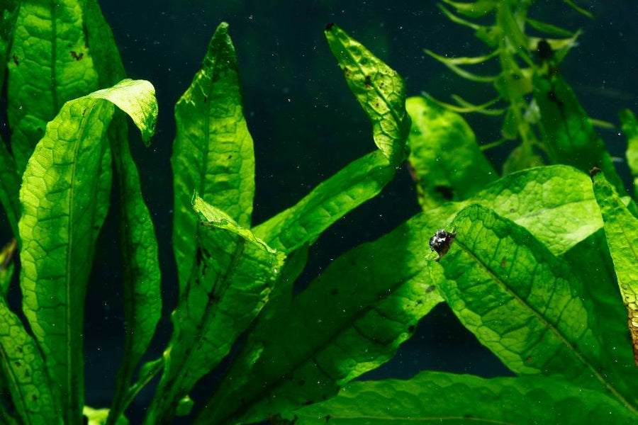 Close-up of green aquatic plants with a small black object