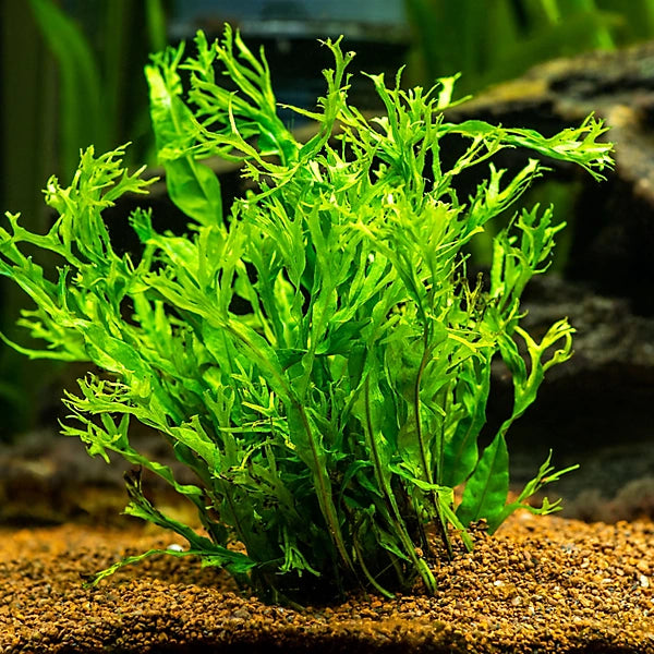 Java Fern Windelov (Microsorum pteropus 'Windelov')