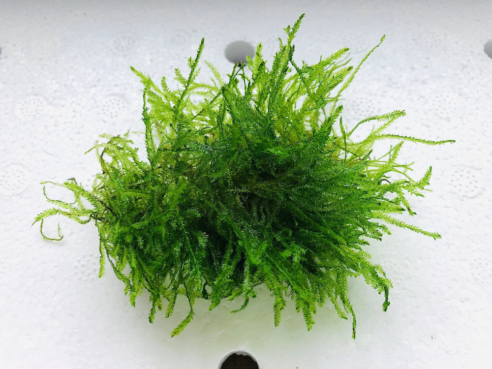 Java Moss, view 2