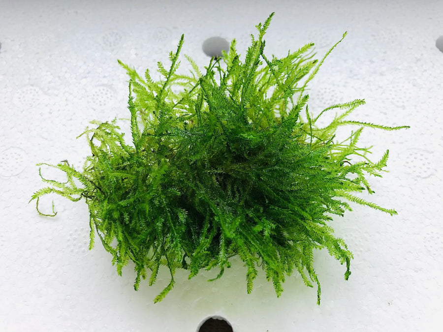 Java Moss, view 2