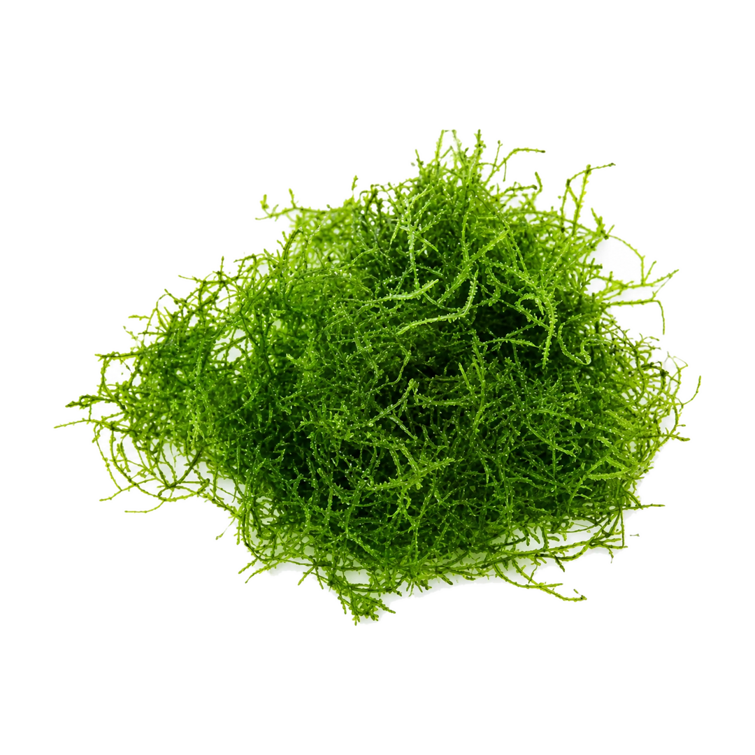 Java Moss in a planted aquarium