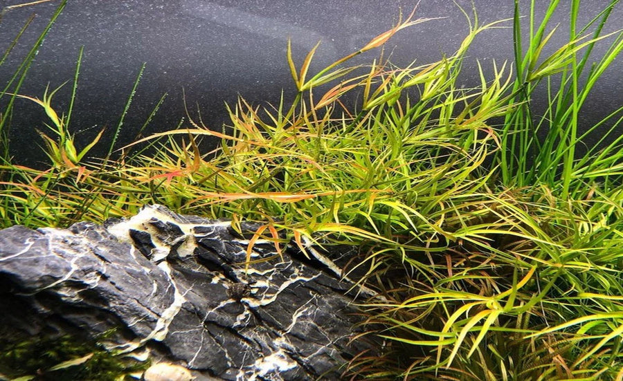 Aquatic plants with a rock on a dark background