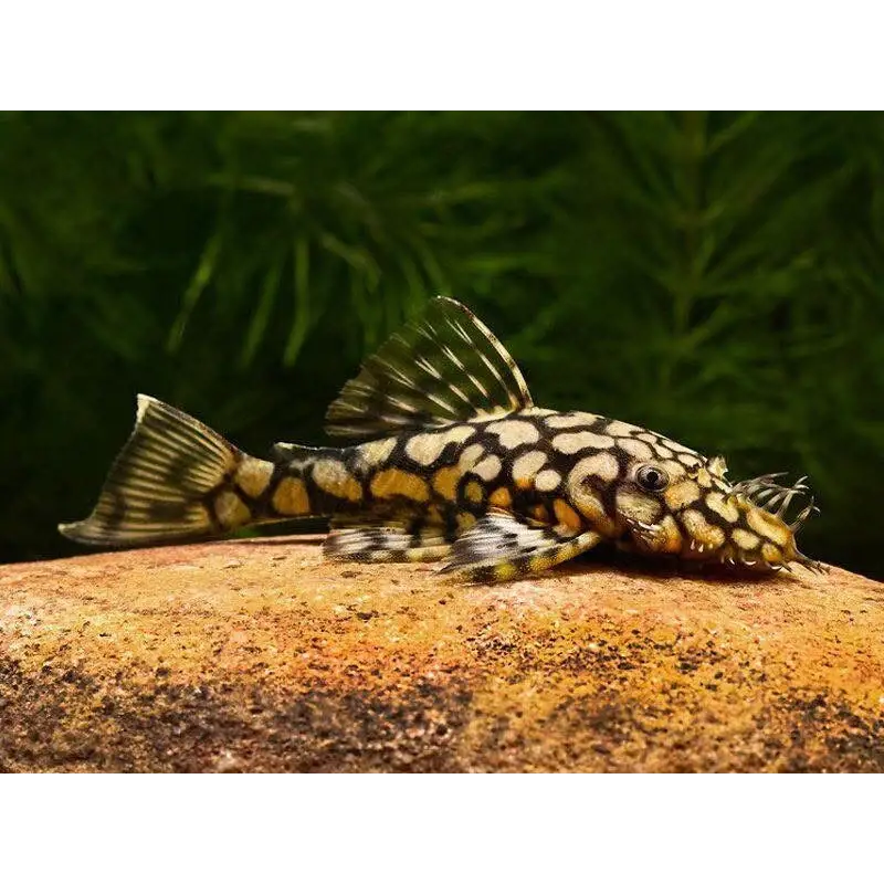 L519 Honeycomb Bristlenose Pleco