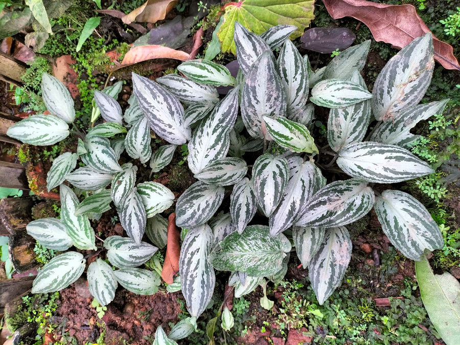 Lagenandra Silver Powder