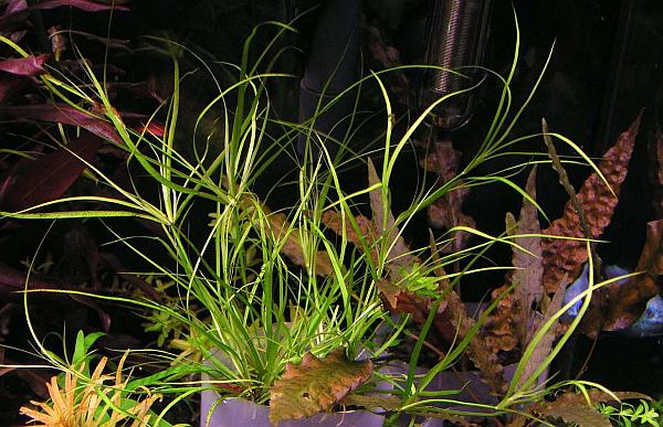 Juncus Repens