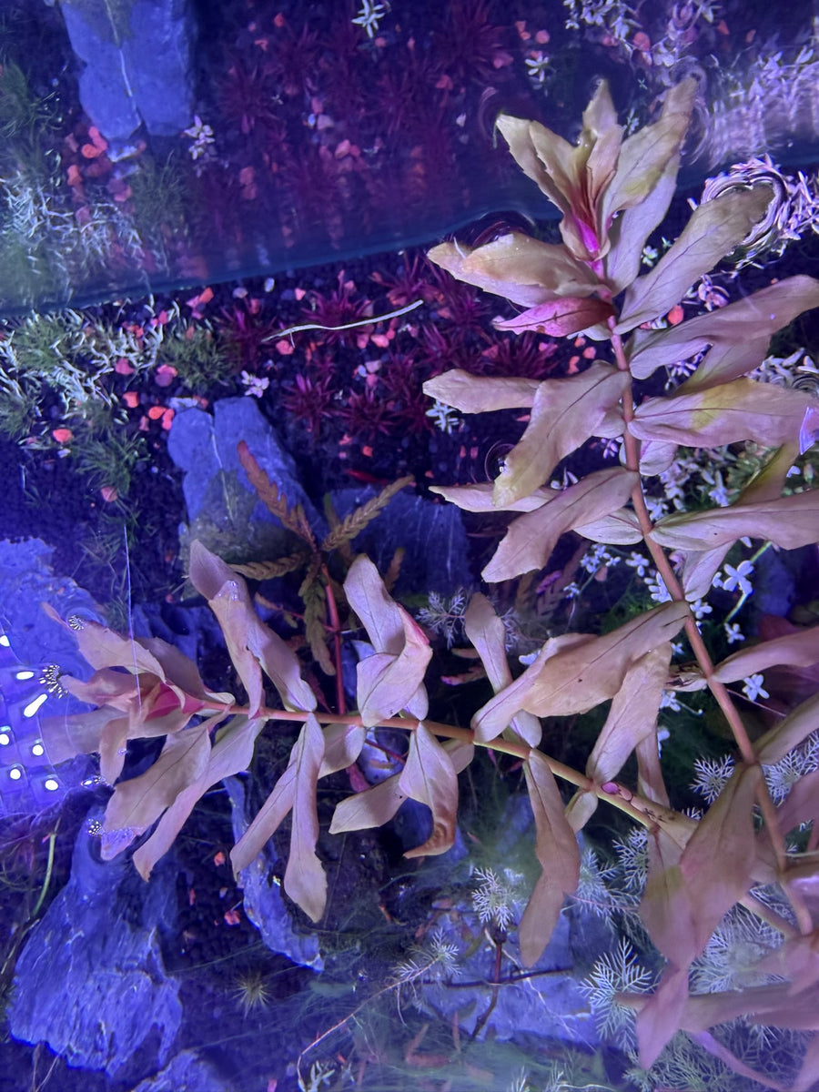 Ludwigia Narrow Leaf