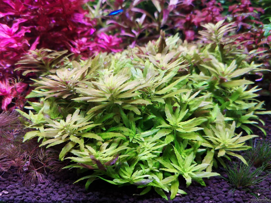 Close-up of lush green aquatic plants with purple gravel.