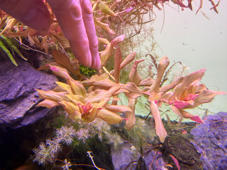 Ludwigia Narrow Leaf