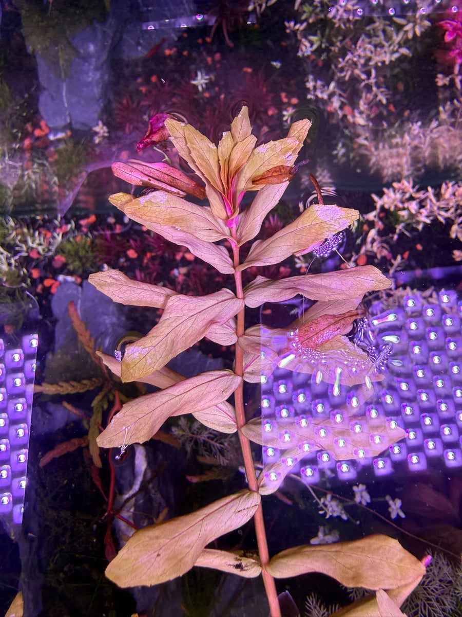 Ludwigia Narrow Leaf