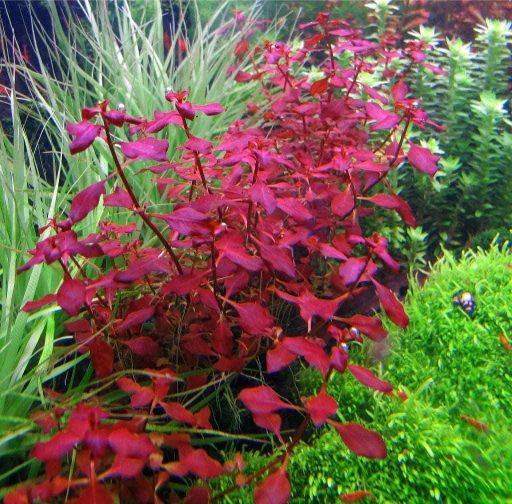 Ludwigia Sp Super mini red, red leaves among greenery in an aquarium