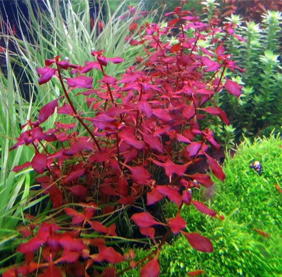 Red leaf plant among greenery in an aquarium 