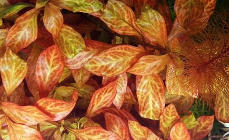Close-up of variegated leaf plant with orange and green leaves.