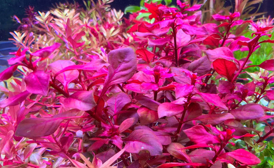 Close-up of vibrant red and pink aquarium plants.