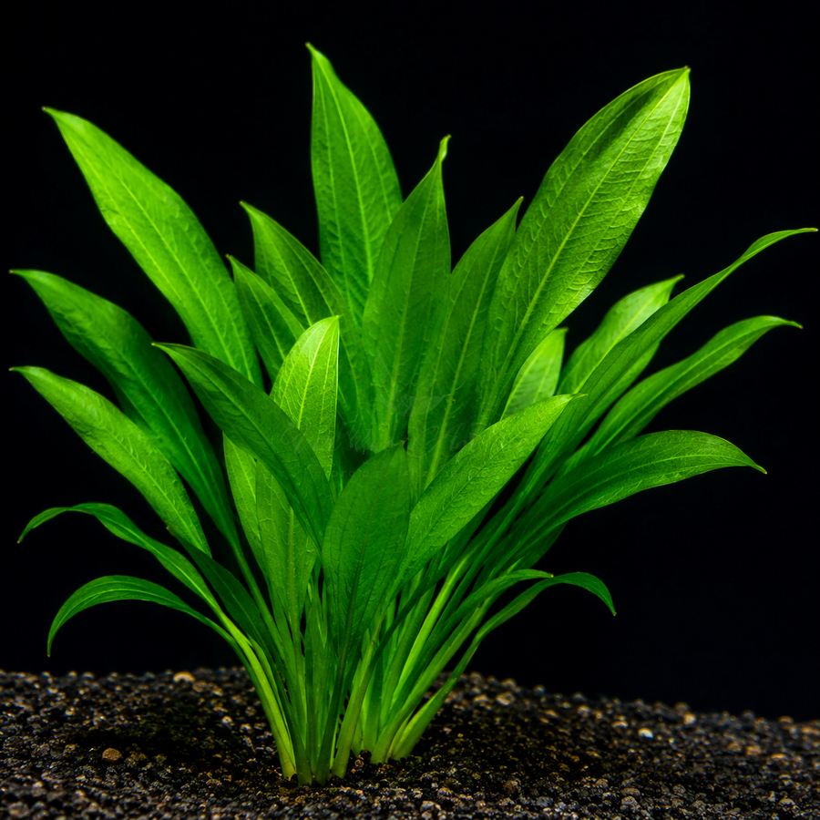 Echinodorus horemanii (Green Sword)