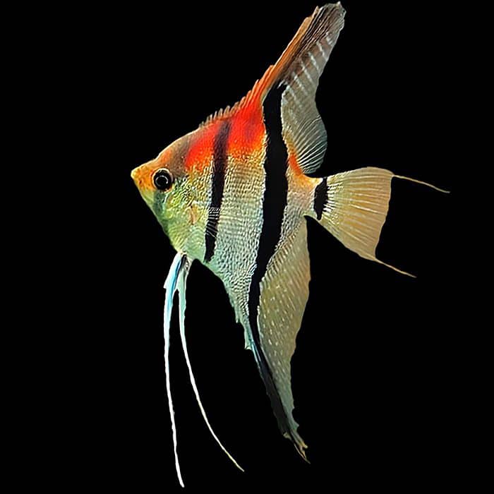 Assorted Amapa Angelfish
