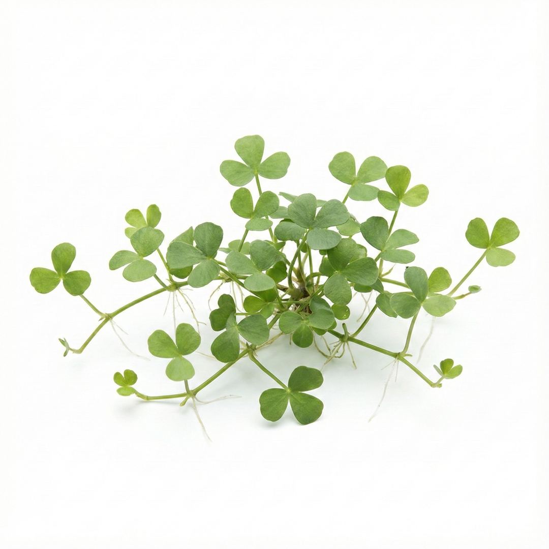 Marsilea hirsuta (Submerged), green clover plant on a white background