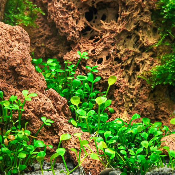 Marsilea hirsuta (Submerged)
