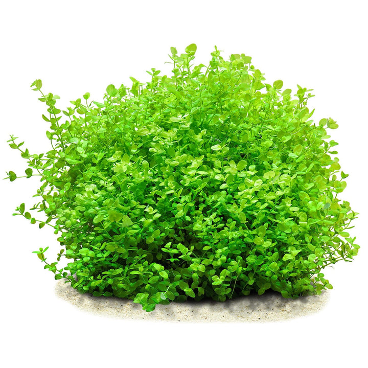 Micranthemum Umbrosum “Takashi Carpet”