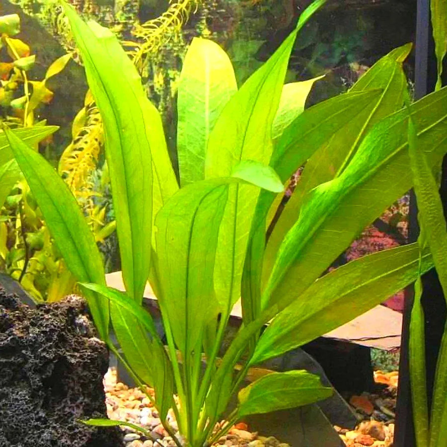 A small Echinodorus amazonicus (Amazon sword) plant with broad green leaves in an aquarium setting, surrounded by other plants and decorative elements.