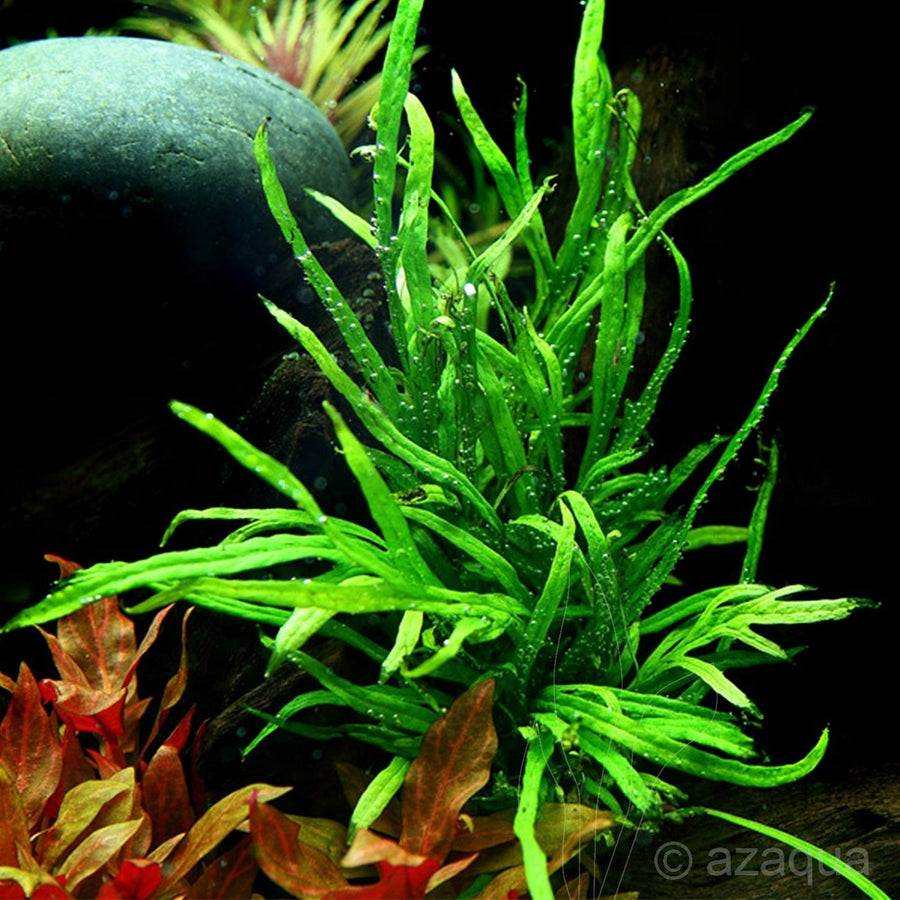 Microsorum pteropus 'Trident' - Premium Java Fern Variant