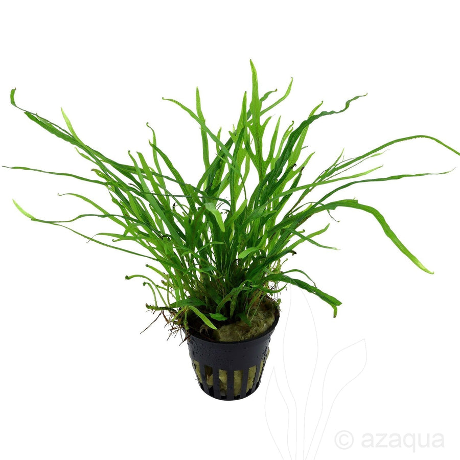 Microsorum pteropus 'Trident' - Premium Java Fern Variant