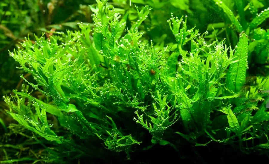 Java Fern Windelov (Microsorum pteropus 'Windelov')