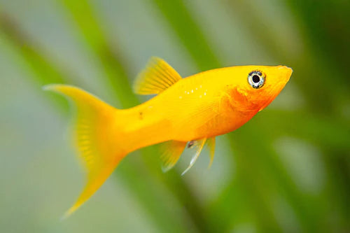 Saffron Lyretail Molly