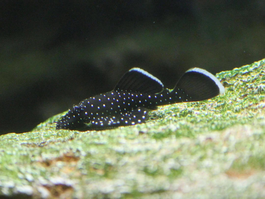 Peppermint Pleco