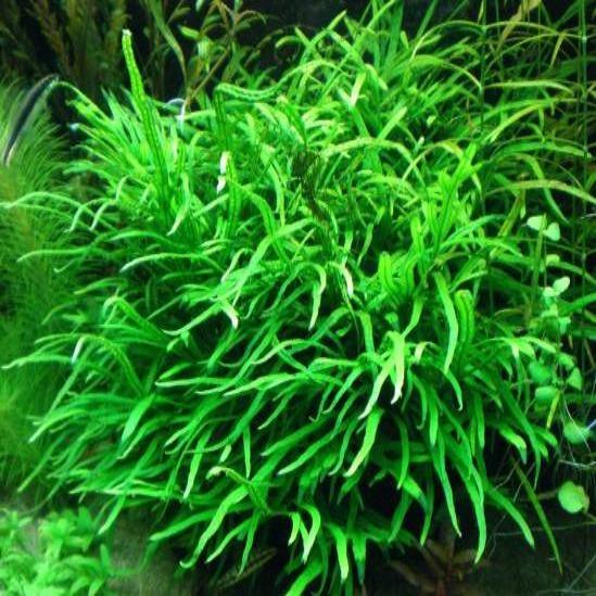 Green aquatic plant in an aquarium 