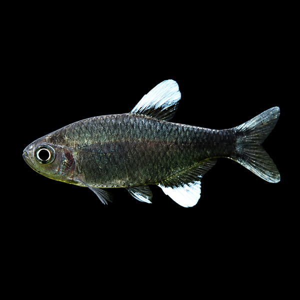 Nego Dagua Tetra (Hyphessobrycon negodagua)